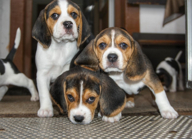 Foto retrato de un cachorro