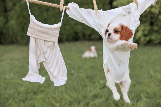 Retrato de cachorros King Charles Spaniels