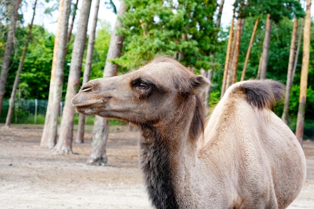 Retrato de camello Arabian brown Camel Face Closeup