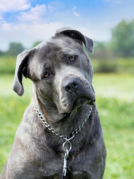 Retrato de cane corso