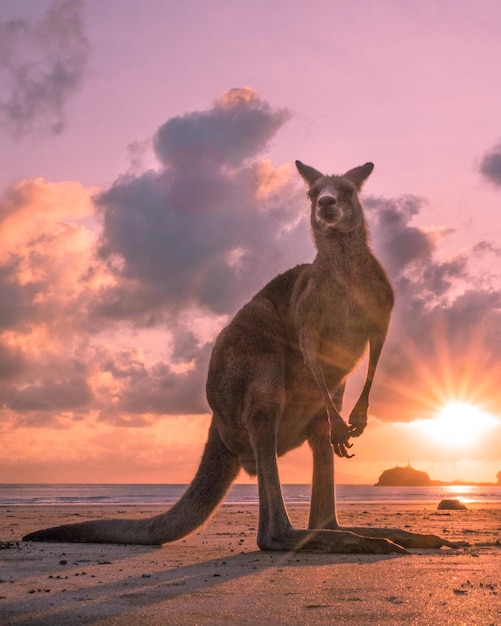 Retrato de un canguro de pie contra el cielo durante la puesta de sol