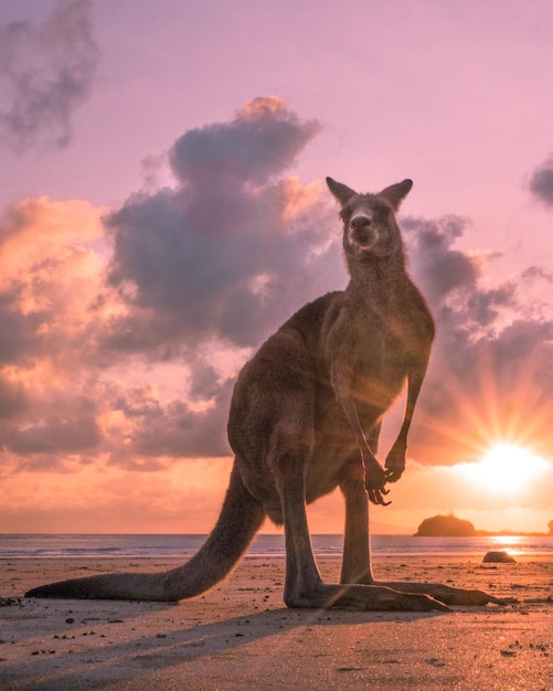 Foto retrato de un canguro de pie contra el cielo durante la puesta de sol