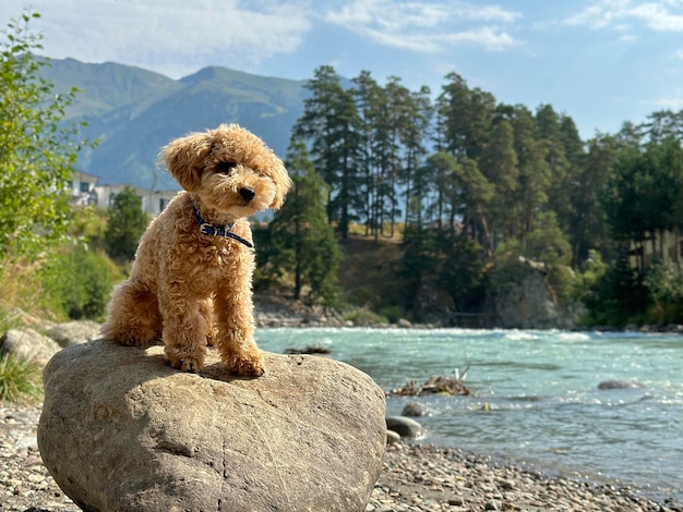 Retrato de un caniche joven mirando a lo lejos junto al río en una zona montañosa