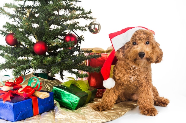 Retrato de un caniche sentado junto a un árbol de Navidad decorado y regalos