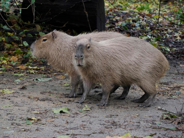 Un retrato de capibara mirándote