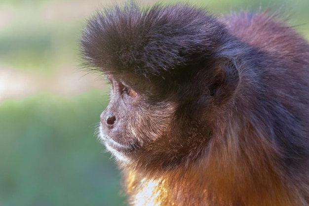 Retrato de capuchino copetudo (Cebus apella)