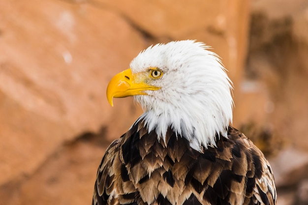 Retrato de cara de águila calva (Haliaeetus leucocephalus) mirando a la izquierda con rocas