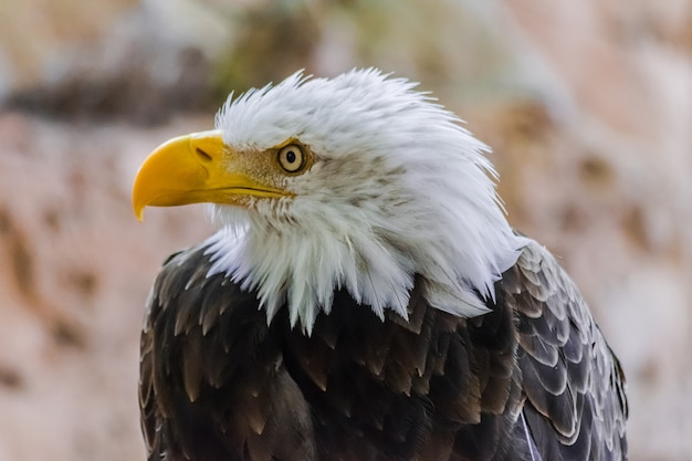 Retrato de cara de águila calva (Haliaeetus leucocephalus)