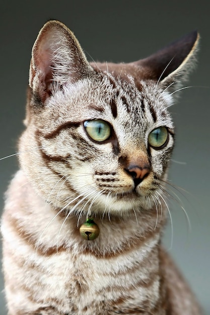 Retrato de cara de gato de cerca, gris encantador al aire libre