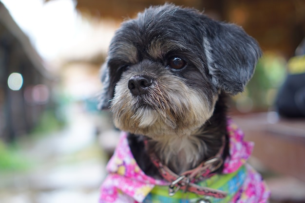 Retrato de la cara linda y el conjunto de verano de moda Shih tzu pelo negro la mirada de perro