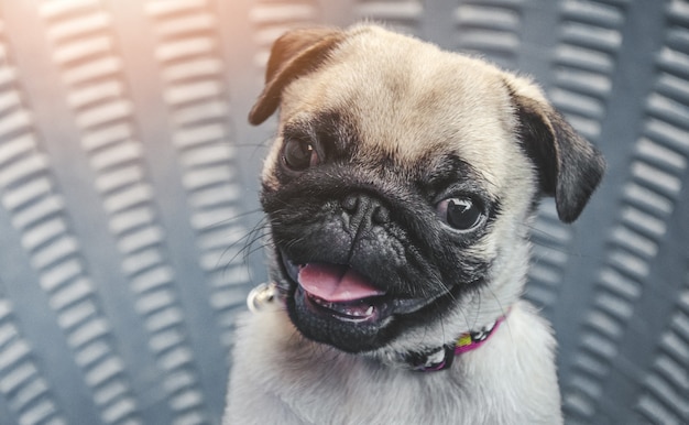 Retrato de la cara masculina hermosa de la emoción del perro feliz del barro amasado