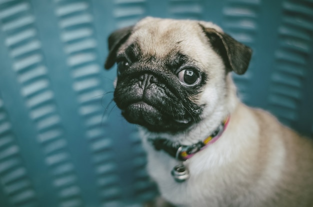 Retrato de la cara masculina hermosa de la emoción del perro feliz del barro amasado