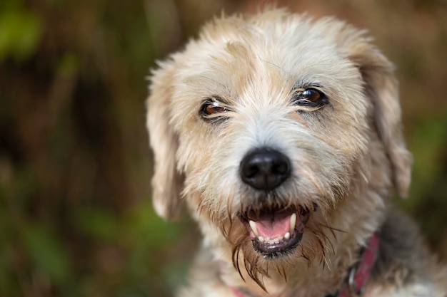 Retrato de la cara de una perra beagle senior con mezcla de buitre bondad sonriente y obediencia familia día soleado iluminando su rostro