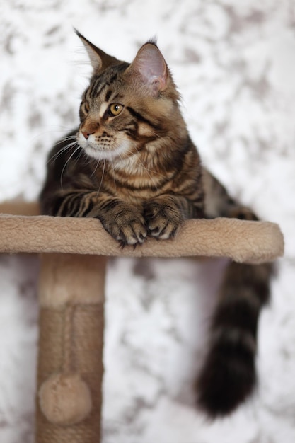 Retrato de carey doméstico Maine Coon gatito Lindo gato joven mirando a la cámara