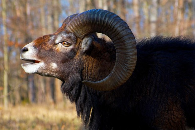 retrato de un carnero muflón con grandes cuernos en un día soleado