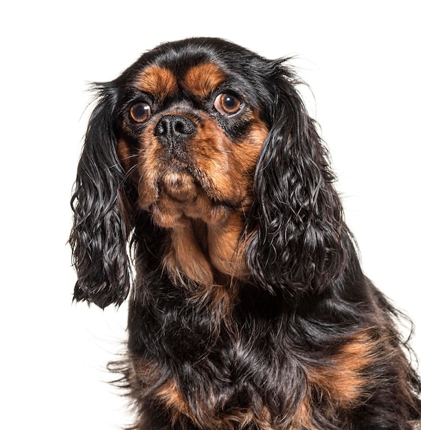 Retrato de un Cavalier king charles spaniel aislado en blanco