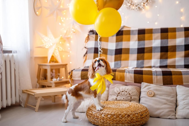 Retrato de Cavalier King Charles Spaniel en globos de colores en el sofá celebra cumpleaños