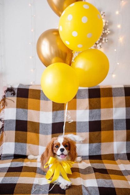 Retrato de Cavalier King Charles Spaniel en globos de colores en el sofá celebra cumpleaños