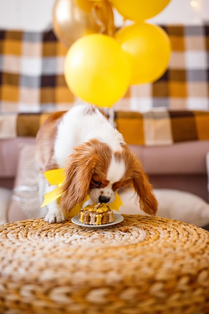 Retrato de Cavalier King Charles Spaniel en globos de colores en el sofá celebra cumpleaños