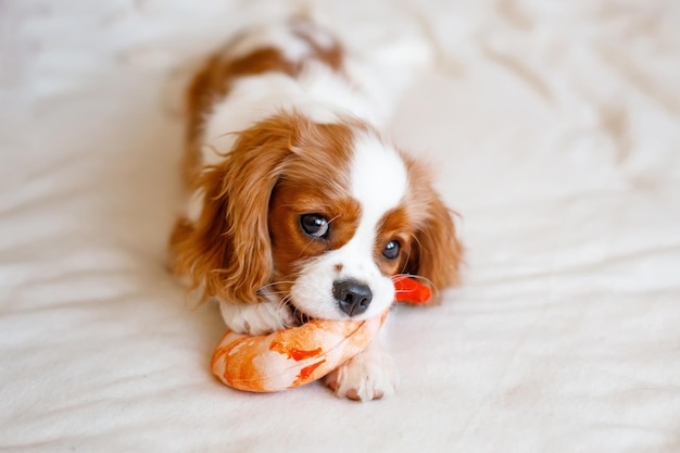 Retrato de Cavalier King Charles Spaniel. Una hermosa raza de perros.