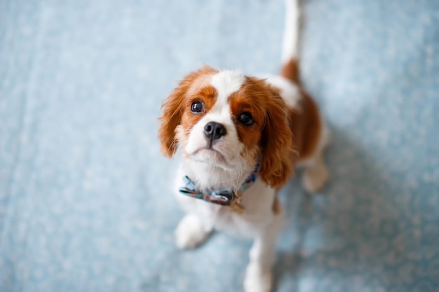 Retrato de Cavalier King Charles Spaniel. Una hermosa raza de perros.