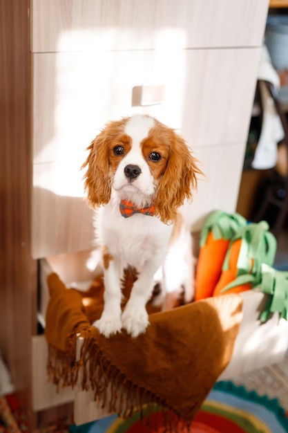 Retrato de Cavalier King Charles Spaniel. El perro se sienta en un cajón del armario.