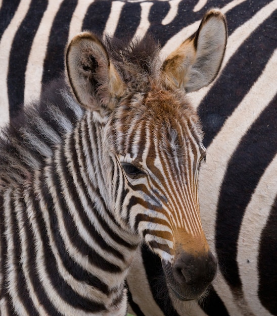 Retrato de una cebra. De cerca. Kenia. Tanzania. Parque Nacional. Serengeti. Maasai Mara.