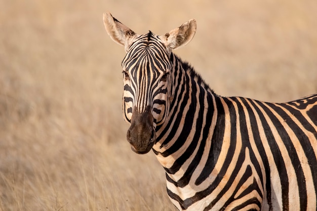 Retrato de cebra, el parque nacional de Tsavo West Kenia África