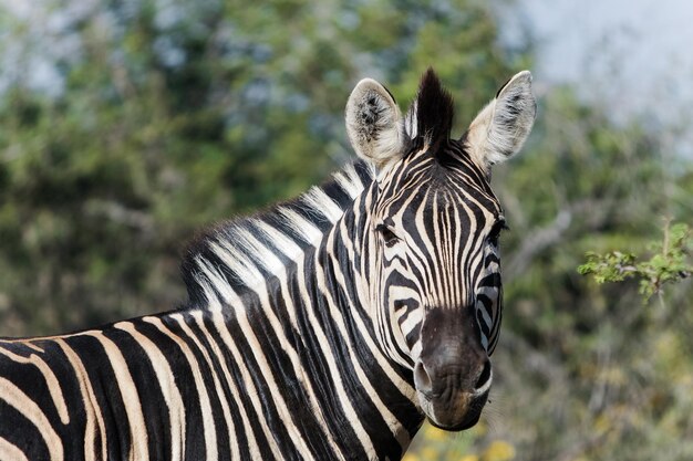 Retrato de la cebra en Sudáfrica