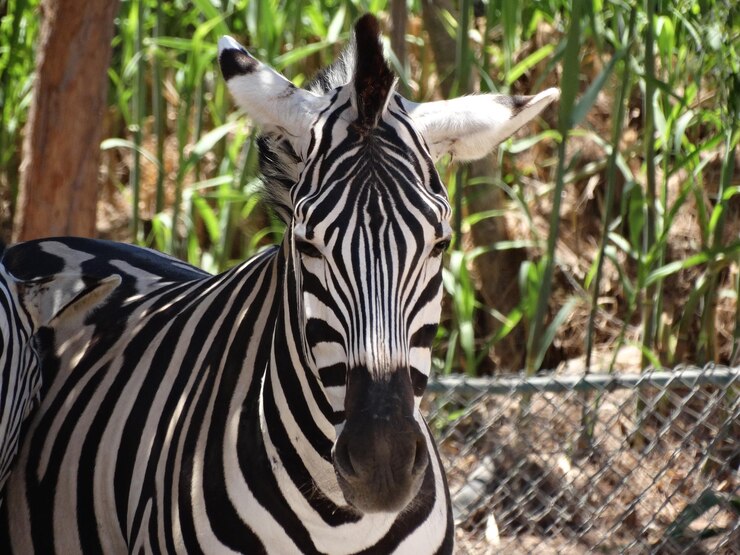 Foto retrato de una cebra en el zoológico