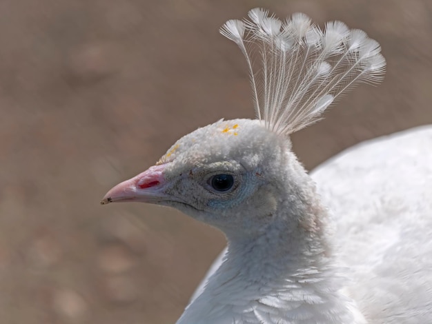 Retrato de cerca de hermoso pavo real blanco