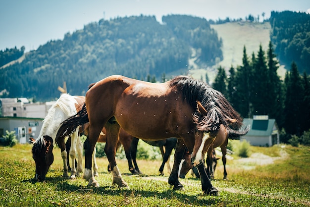 Foto un retrato de cerca de hermosos caballos salvajes pastando en un prado en las montañas en un día soleado