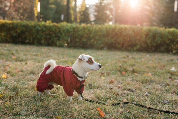 Retrato de cerca del lindo perro jack russell en traje caminando en el espacio de copia del parque de otoño y lugar vacío