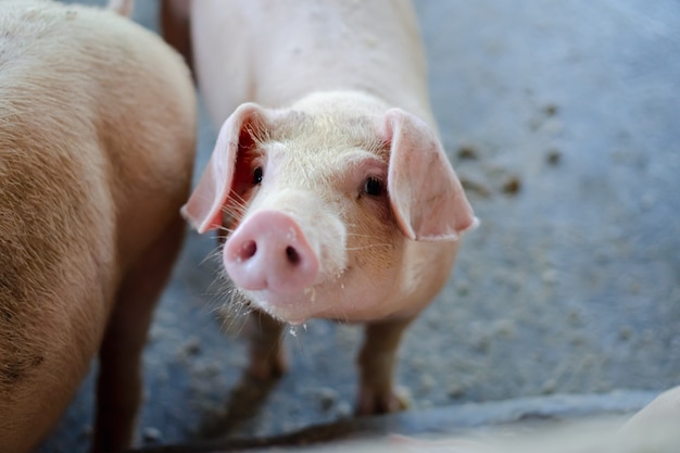 Retrato de cerdito