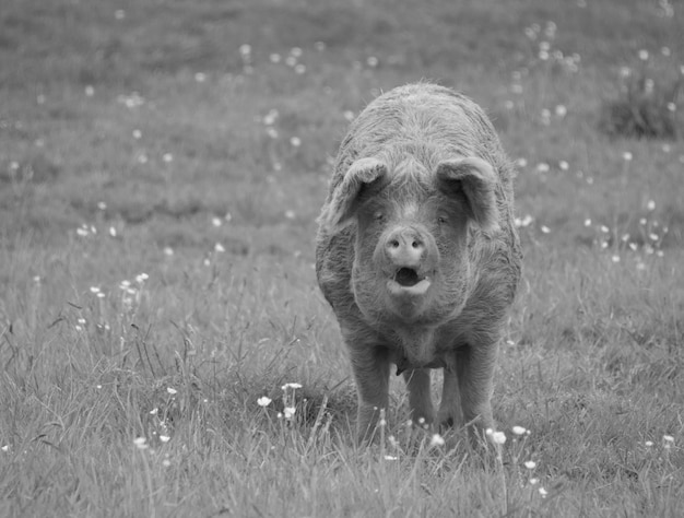 Retrato de un cerdo en el campo