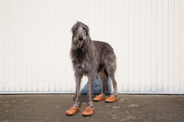 Foto retrato de un cerdo escocés con zapatos contra la pared