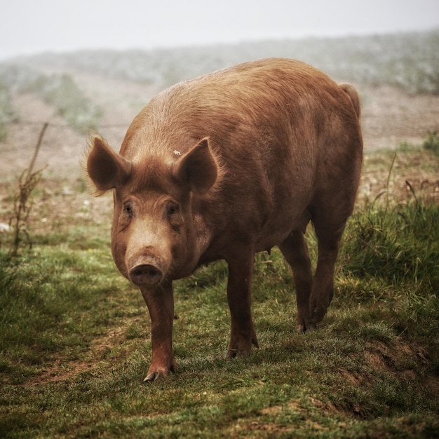 Foto retrato de un cerdo de pie en el campo