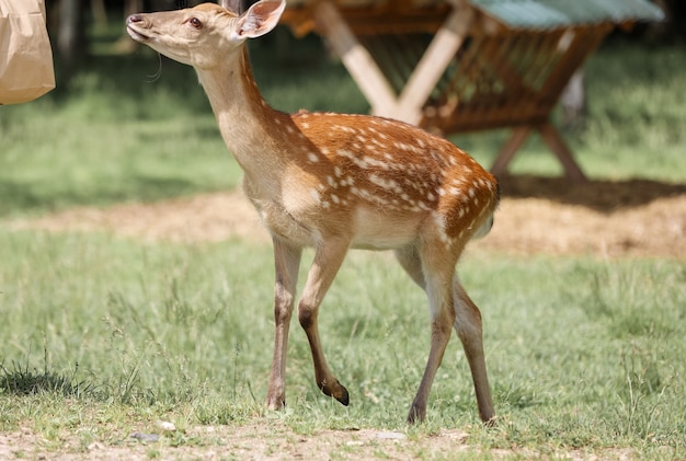 Retrato de cervatillo de venado Sika de cola blanca (Odocoileus virginianus)