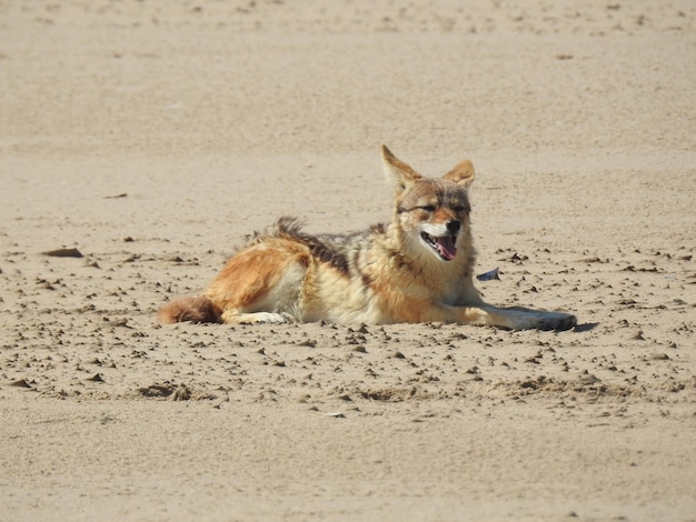 Foto retrato de chacal en la arena de la playa