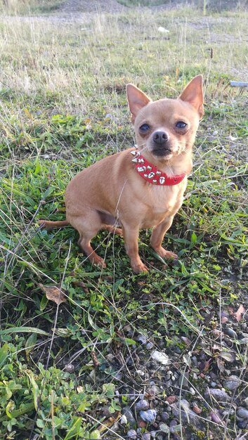 Foto retrato de un chihuahua en el césped