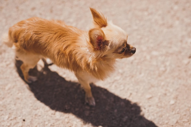 Retrato de un chihuahua de pelo largo 1850