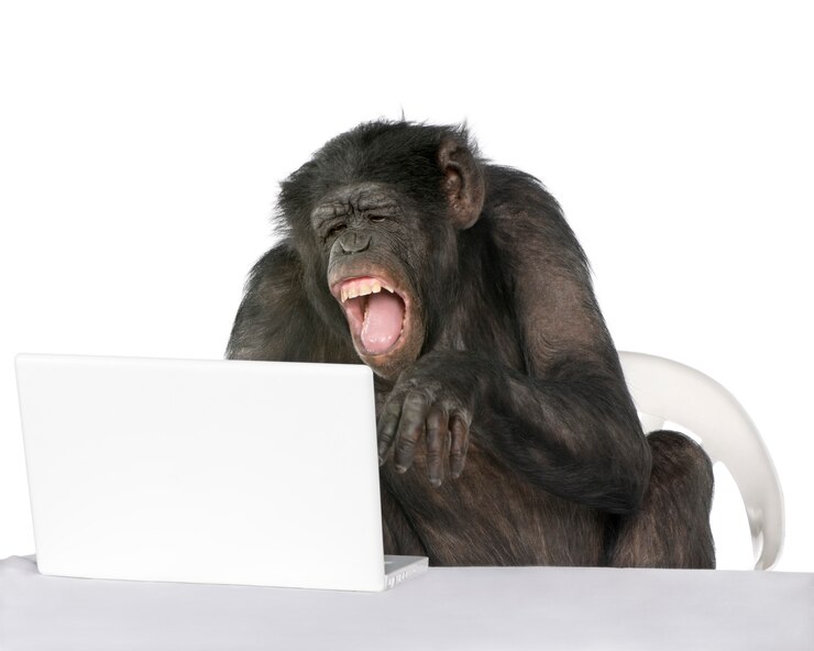 Foto retrato de chimpancé en blanco aislado. (raza mixta entre chimpancé y bonobo)
