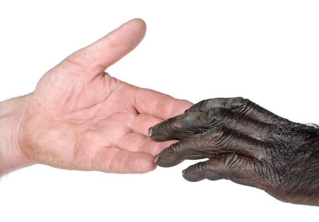 Retrato de chimpancé en blanco aislado. (Raza mixta entre chimpancé y bonobo)