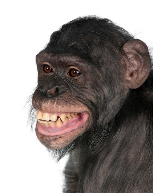 Retrato de chimpancé en blanco aislado. (Raza mixta entre chimpancé y bonobo)