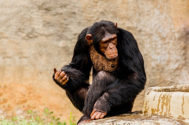 El retrato de un chimpancé negro