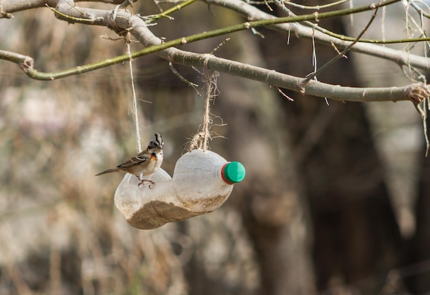 Retrato de un chingolo (Zonotrichia capensis) en una artesa de plástico de botella reciclada