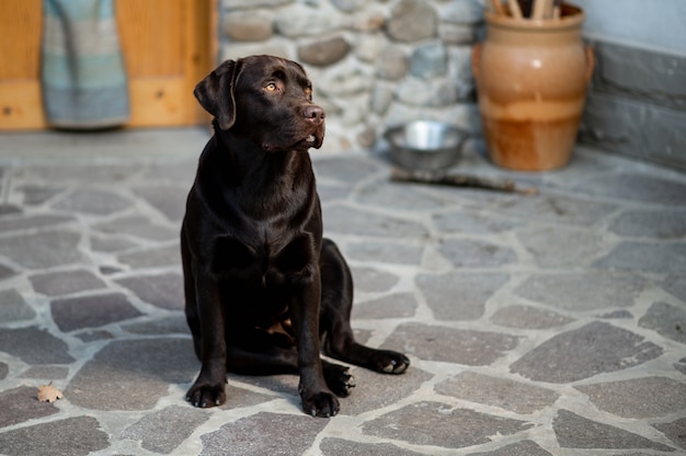 Retrato de chocolate Labrador Retriever junior se sienta en el suelo en el jardín de su casa mirando a su lado.