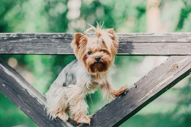 Foto retrato de cierre de perro yorkshire terrier. perro en miniatura. lindo perrito