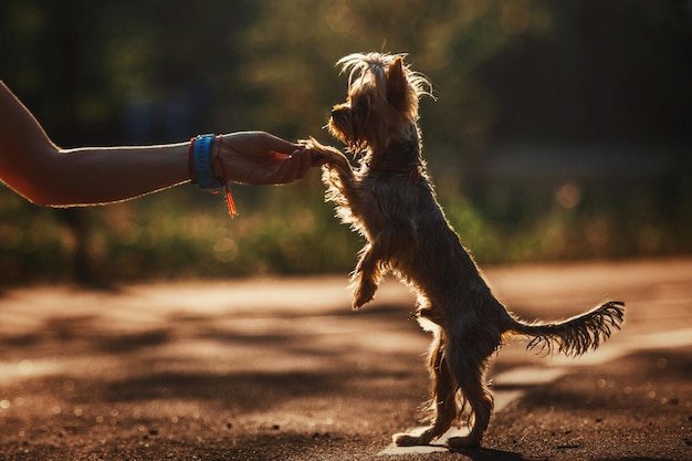 Retrato de cierre de perro Yorkshire terrier. Perro miniatura sentado en el jardín. Pequeña mascota linda