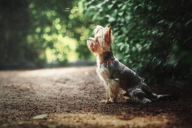 Retrato de cierre de perro Yorkshire terrier. Perro miniatura sentado en el jardín. Pequeña mascota linda